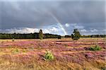 rainbow over meadow with flowering heather after rain