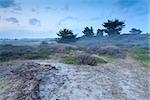 misty dusk on sand dunes with heather, Drenthe, Netherlands