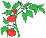 Bush tomatoes with three mature fruits. Vector illustration.