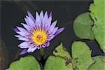 Close up lotus blossom blooming in pond