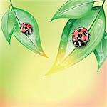 Red ladybugs on the green leaves after the rain on colorful background.