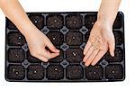 Young hands sowing vegetable seeds in germination tray - growing food, isolated