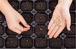 Child hands spreading seeds into germination tray - spring sowing closeup
