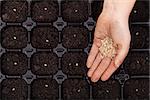Hand spreading seeds into germination tray - spring sowing, closeup