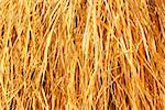 Yellow dry grass background. Dry grass texture.