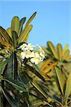 Beautiful flower plumeria on a background of blue sky photographed close-up