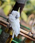 Beautiful white cockatoo parrot photographed close up