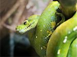 Green python curled up on a branch photographed close up