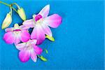 Beautiful orchid flowers on a blue background