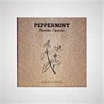 Herbs and Spices Collection - Peppermint.  Hand-sketched herbal element on cardboard background. Suitable for ads, signboards, packaging and identity designs