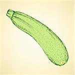 Sketch tasty zucchini in vintage style, vector