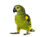 yellow-shouldered amazon, Amazona barbadensis, in front of a white background