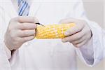 Scientist with protective gloves examining corn in the laboratory
