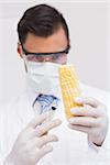 Scientist injecting a corn cob in the lab