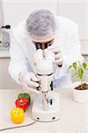 Scientist examining peppers with microscope in the laboratory
