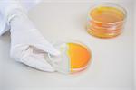 Scientist holding petri dish with orange fluid inside in laboratory