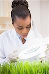 Scientist examining sprouts under heat lamp in laboratory