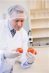 Food scientist looking at red tomato in laboratory