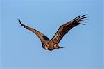 Whitebacked vultures (Gyps africanus), Kruger National Park, South Africa, Africa