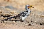 Yellowbilled hornbill (Tockus leucomelas), Kruger National Park, South Africa, Africa