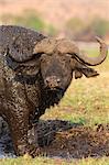 Cape buffalo (Syncerus caffer) on the banks of the Chobe, Chobe Game Reserve, Botswana, Africa