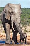 African elephants (Loxodonta africana) adult and baby, Addo National Park, Eastern Cape, South Africa, Africa