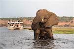 African elephant (Loxodonta africana) and tourists, Chobe National Park, Botswana, Africa