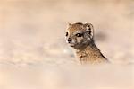 Yellow mongoose baby (Cynictis penicillata), Kgalagadi Transfrontier Park, Northern Cape, South Africa, Africa