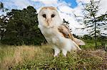 Barn owl (Tyto alba), captive, Cumbria, England, United Kingdom, Europe