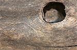 Field vole (Short-tailed vole) (Microtus agrestis), captive, United Kingdom, Europe