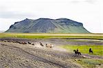 Wild horses running, South Iceland, Iceland, Polar Regions