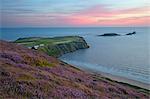 Worms Head and Rhossili Bay with Heather-clad cliffs, Gower Peninsula, Swansea, West Glamorgan, Wales, United Kingdom, Europe