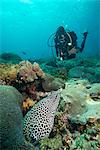 Spotted eel, Dimaniyat Islands, Gulf of Oman, Oman, Middle East