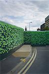 Ivy coverd fences at construction site, behind St Pancras Station, London, England