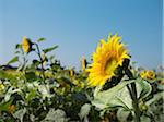 Close-up of sunflowers in field, France