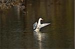 Domesticated duck on a lake in spring, Bavaria, Germany