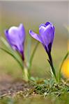 Close-up of Giant Crocus (Crocus vernus) flowering in spring, Bavaria, Germany