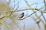 Common starling (Sturnus vulgaris) sitting on a branch in spring, Bavaria, Germany