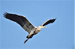 Close-up of a Grey heron (Ardea cinerea) flying around in spring, Bavaria, Germany