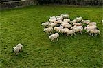 Flock of sheep following single sheep