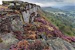 Heather on Curbar Edge at dawn, with view towards Baslow Edge, late summer, Peak District, Derbyshire, England, United Kingdom, Europe