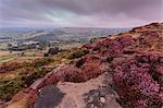 Heather on Curbar Edge at dawn with Curbar and distant Calver villages, late summer, Peak District, Derbyshire, England, Europe