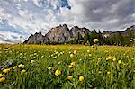 Globe-flowers (trollius europaeus) blooming at the foot of a massif in the Dolomites by Cortina D'Ampezzo, Veneto, Italy, Europe