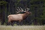 Bull elk (Cervus canadensis) bugling in the fall, Jasper National Park, UNESCO World Heritage Site, Alberta, Canada, North America