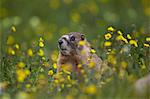 Yellow-bellied marmot (yellowbelly marmot) (Marmota flaviventris), San Juan National Forest, Colorado, United States of America, North America