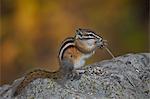 Uinta chipmunk (Tamias umbrinus) eating, Grand Mesa National Forest, Colorado, United States of America, North America