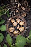 Potatoes in wire basket