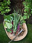 Vegetables in basket