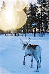 Reindeer walking