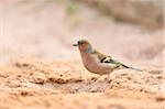 Common Chaffinch (Fringilla coelebs) on Sandy Beach in Spring, Bavaria, Germany